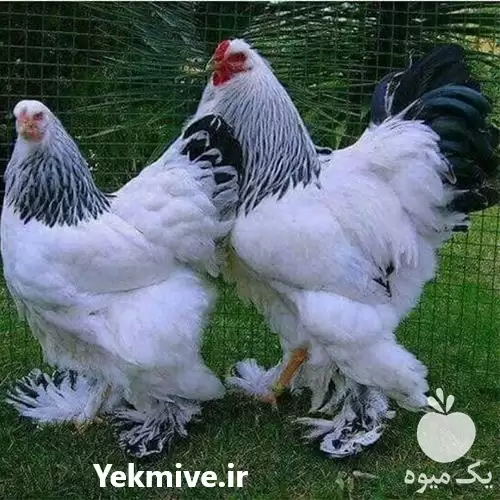 قیمت خرید تخم نطفه دار مرغ در بیرجند در گروه انواع تخم ها در یکمیوه -عکس1