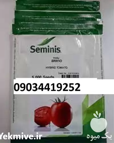 گوجه فرنگی بریویو پر فروش اصل در یزد در گروه خرید و فروش گوجه فرنگی در یکمیوه -عکس1