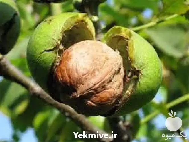 قیمت خرید نهال گردو چندلر در کرمان  در گروه خرید و فروش نهال گردو در یکمیوه -عکس1