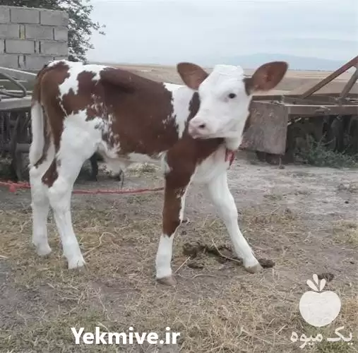 فروش گوساله پرواری در گروه گاو و گوسفند و میش و بز کهره گوساله در یکمیوه -عکس1