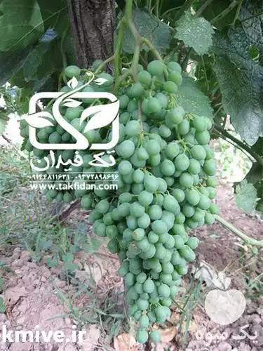 خرید نهال انگور دیوانه در ارومیه در گروه خرید و فروش نهال انگور در یکمیوه -عکس1