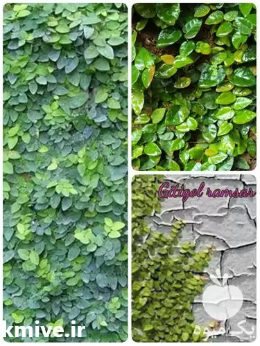 دیوار سبز فیکوس خزنده در ساری در گروه سازنده در یکمیوه -عکس1