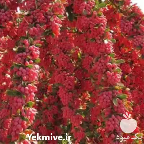 عرضه فروش نهال زرشک دنسی فلورا در اصفهان در گروه خرید و فروش نهال زرشک در یکمیوه -عکس1