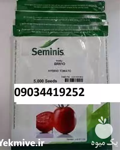قیمت خرید بذر گوجه فرنگی باسیمو در کرمانشاه در گروه خرید و فروش بذر گوجه در یکمیوه -عکس1