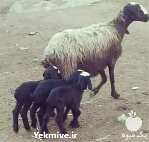 فروش بره زنده در گروه گاو و گوسفند و میش و بز کهره گوساله در یکمیوه -عکس1