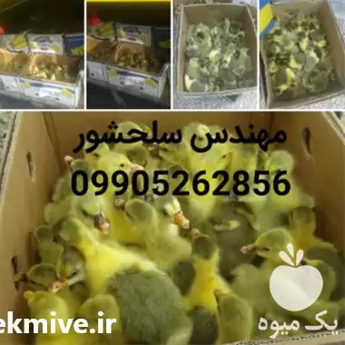 فروش جوجه غاز محلی در ساری در گروه مرغ و خروس و بوقلمون و اردک قو قاز در یکمیوه -عکس1