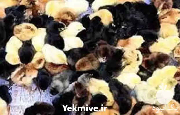 قیمت خرید مستقیم جوجه گلپایگانی در ایلام در گروه مرغ و خروس و بوقلمون و اردک قو قاز در یکمیوه -عکس1