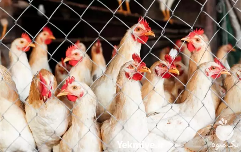 قیمت خرید مرغ محلی گلپایگانی تخم در گروه مرغ و خروس و بوقلمون و اردک قو قاز در یکمیوه -عکس1