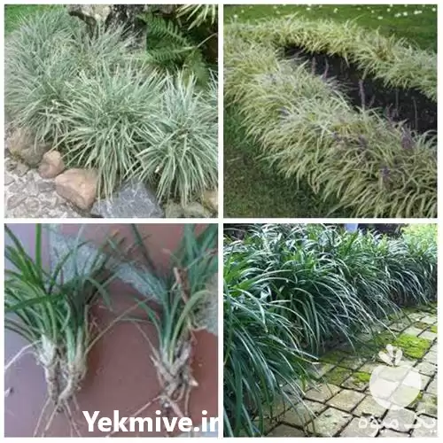فروش گیاه دائمی یال اسبی در ساری در گروه اسب و الاغ خر و فروش قاطر در یکمیوه -عکس1