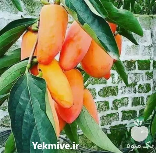 فروش نهال خرمالو با کیفیت عالی در کرج در گروه خرید و فروش خرمالو در یکمیوه -عکس1