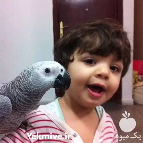 قیمت خرید تخم نطفه دار کاسکو در قزوین در گروه انواع تخم ها در یکمیوه -عکس1