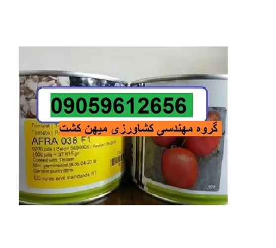 فروش بذر گوجه فرنگی افرا 036 در کرج در گروه خرید و فروش بذر گوجه در یکمیوه -عکس1