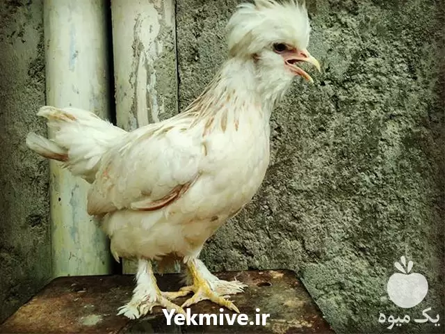 فروش جوجه تخم نطفه دار مرغ در بوشهر در گروه مرغ و خروس و بوقلمون و اردک قو قاز در یکمیوه -عکس1