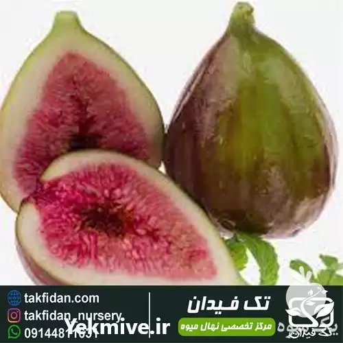 فروش خرید قیمت نهال انجیر سه در ارومیه در گروه خرید و فروش انجیر در یکمیوه -عکس1