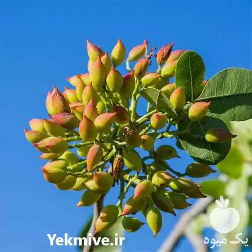 فروش عرضه نهال پیوندی پسته در اصفهان در گروه خرید و فروش نهال پسته در یکمیوه -عکس1