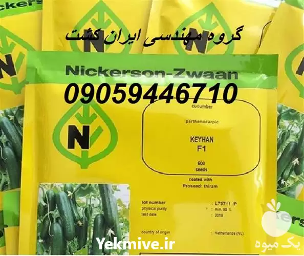 فروش بذر خیار گلخانه ای کیهان در کرج در گروه خرید و فروش بذر خیار در یکمیوه -عکس1