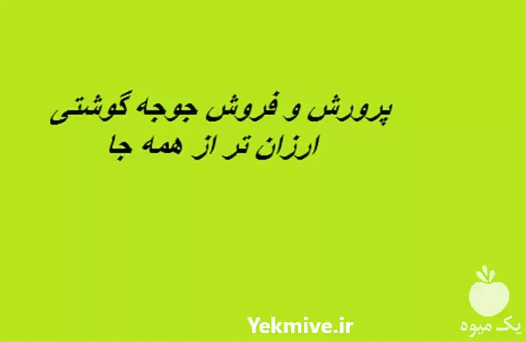 پرورش فروش جوجه گوشتی ارزان تر در تهران در گروه مرغ و خروس و بوقلمون و اردک قو قاز در یکمیوه -عکس1