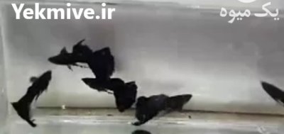 ماهی گوپی در تهران در گروه خرید و فروش انواع ماهی در یکمیوه -عکس1