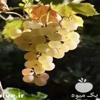 تولید و فروش نهال در گروه خرید و فروش نهال انگور در یکمیوه