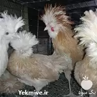 فروش انواع تخم های نطفه دار در گروه انواع تخم ها در یکمیوه