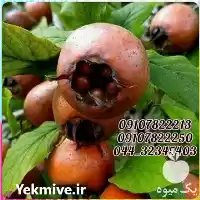 فروش عمده نهال ازگیل پیوندی در تهران در گروه خرید و فروش نهال در یکمیوه