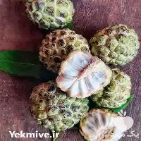 قیمت خرید نهال درختان در گروه خرید و فروش نهال درخت در یکمیوه