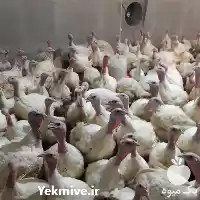 فروش تخم نطفه دار بوقلمون برنز در تهران در گروه انواع تخم ها در یکمیوه