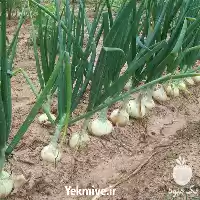 فروش خرید بذر پیاز سفید اسپانیایی در گروه خرید و فروش بذر پیاز در یکمیوه