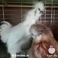 فروش مرغ زینتی در انواع مختلف در سنندج در گروه مرغ و خروس و بوقلمون و اردک قو قاز در یکمیوه