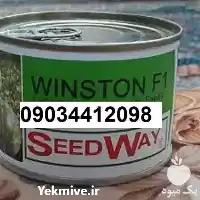 بذر هندوانه وینستون پر فروش در یزد در گروه خرید و فروش بذر هندوانه در یکمیوه