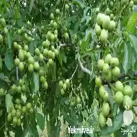 قیمت خرید نهال گردو با باردهی در ارومیه در گروه خرید و فروش نهال گردو در یکمیوه