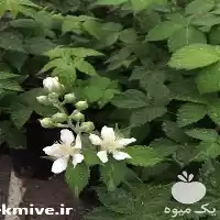 فروش نهال بلک بری در مشهد در گروه خرید و فروش نهال در یکمیوه