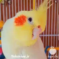 فروش تخم نطفه دار عروس هلندی در گروه انواع تخم ها در یکمیوه