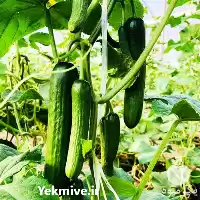 فروش بذر خیار گلخانه ای سینا در بیرجند در گروه خرید و فروش بذر خیار در یکمیوه