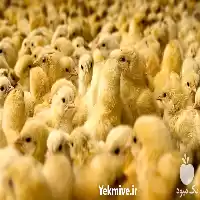 فروش جوجه یک روزه جوجه مرغ در تهران در گروه مرغ و خروس و بوقلمون و اردک قو قاز در یکمیوه