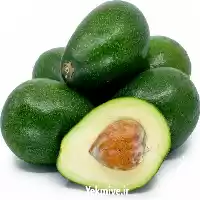 قیمت خرید نهال آواکادو بیکن پیوندی در گروه خرید و فروش نهال آووکادو در یکمیوه