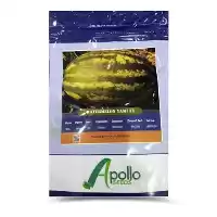 فروش خرید بذر هندوانه آپولو در اصفهان در گروه خرید و فروش بذر هندوانه در یکمیوه