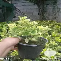 شمشاد طلایی پرتقالی نعنایی ترون در ساری در گروه خرید و فروش گیاهان زینتی در یکمیوه