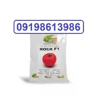 فروش ویژه بذر گوجه فرنگی راک در کرمان  در گروه خرید و فروش بذر گوجه در یکمیوه