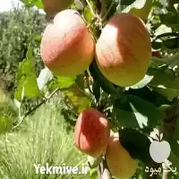 فروش ارزان قیمت نهال سیب گلاب در ارومیه در گروه خرید و فروش نهال میوه در یکمیوه