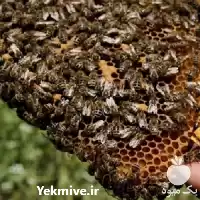 دوره آموزش پرورش زنبور عسل در تهران در گروه دوره آموزش کشاورزی در یکمیوه