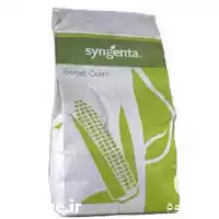 فروش بذر ذرت اکسن چوئیت در شیراز در گروه خرید و فروش بذر ذرت در یکمیوه
