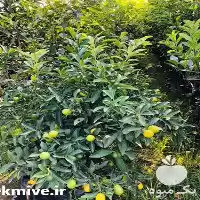 تولید فروش نهال کامکوات فروش نهال در ساری در گروه خرید و فروش نهال مرکبات در یکمیوه