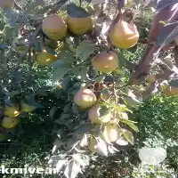 قیمت خرید نهال گلابی واریته مکعبی در ساری در گروه خرید و فروش نهال گلابی در یکمیوه