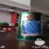 قیمت خرید بذر لوبیا سان در تبریز در گروه خرید و فروش انواع بذر در یکمیوه