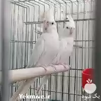 فروش تخم تضمینی عروس هلندی در یزد در گروه انواع تخم ها در یکمیوه