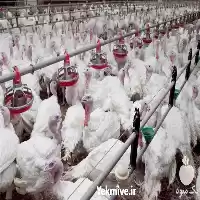 فروش تخم بوقلمون نطفه دار فرانسوی در گرگان در گروه انواع تخم ها در یکمیوه