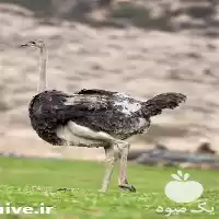 دوره آموزش غیرحضوری پرورش شترمرغ همراه در اصفهان در گروه دوره آموزش کشاورزی در یکمیوه