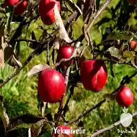 قیمت خرید نهال سیب توسرخ در مشهد در گروه خرید و فروش نهال میوه در یکمیوه