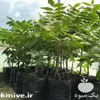 نهال ارزان و مرغوب در شیراز در گروه خدمات پیوند درخت در یکمیوه